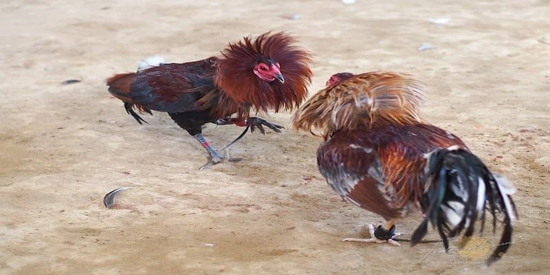 Vì sao hình thức này lại thu hút đến vậy? Vì sao hình thức này lại thu hút đến vậy?