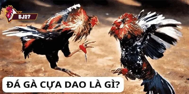 đá gà cựa dao đá gà cựa dao