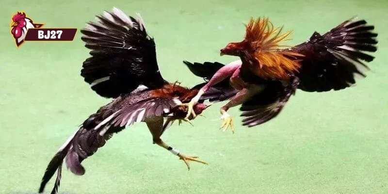 đá gà cựa dao đá gà cựa dao