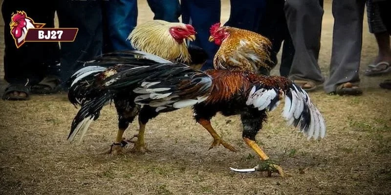 đá gà cựa dao đá gà cựa dao