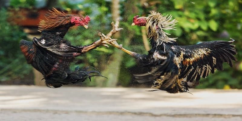 Đá gà cựa sắt Luật chơi trong đá gà cựa sắt