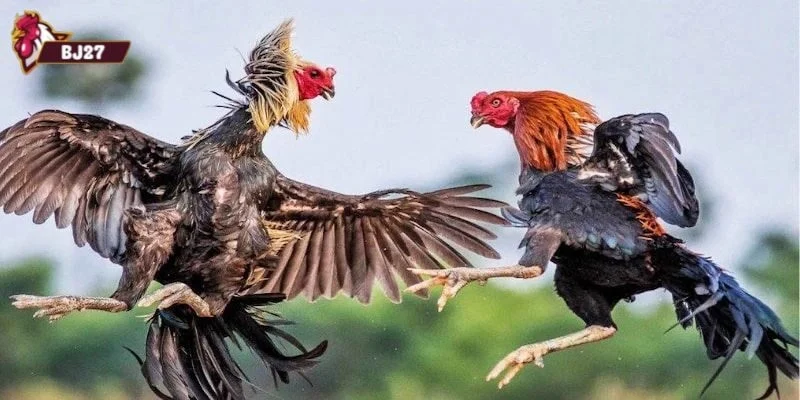Đá gà cựa sắt Kinh nghiệm để chơi đá gà đỉnh cao