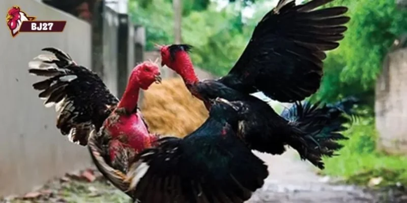 đá gà đòn Những ưu điểm nổi bật khi tham gia và theo dõi