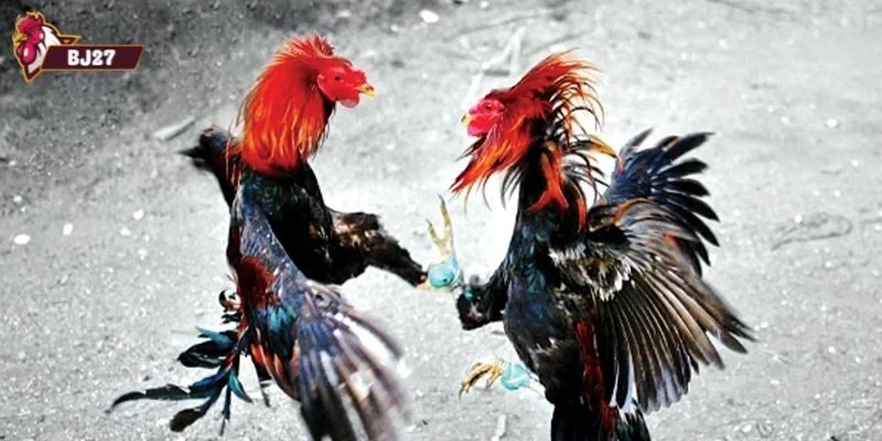 đá gà đòn Luật chơi đá gà đòn