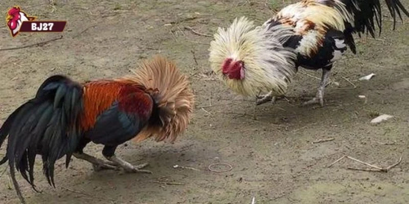 đá gà nòi đòn Tổng quan về đá gà nòi đòn