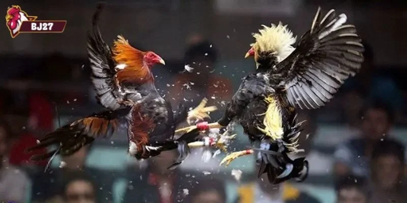đá gà nòi đòn Có nên tham gia vào đấu gà nòi đòn?