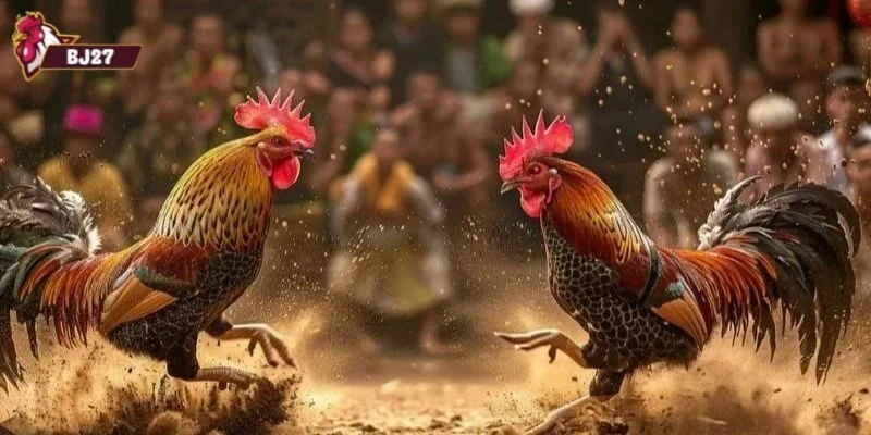 đá gà miền tây Đá gà miền tây là gì?