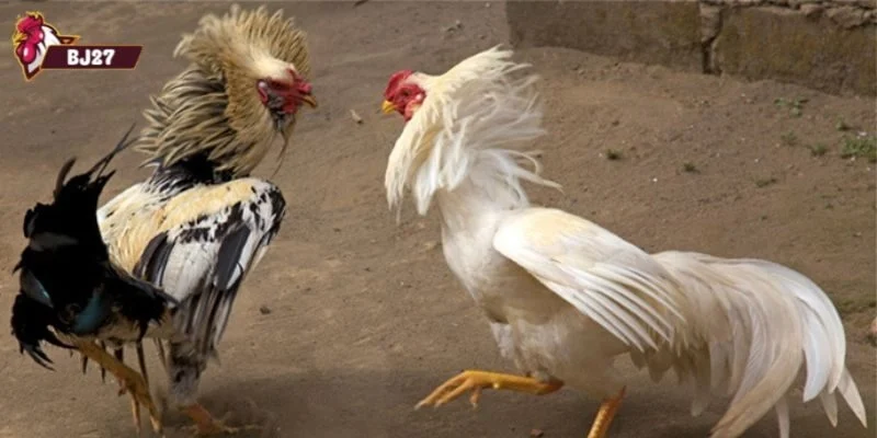 đá gà miền tây Không khí sôi động