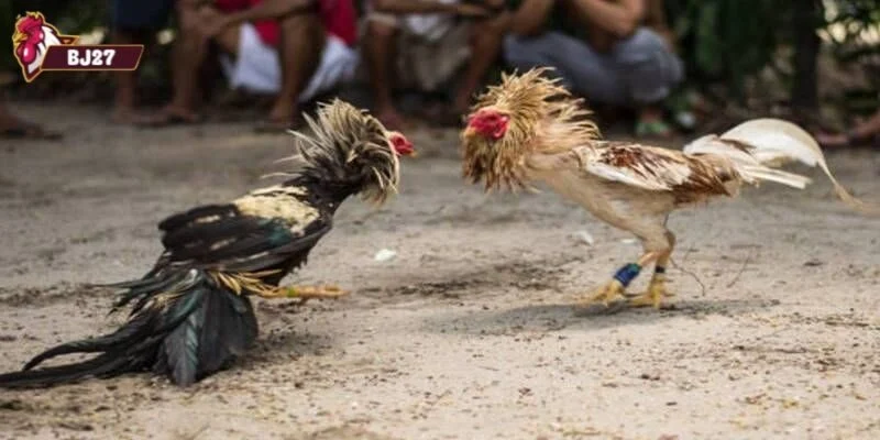 đá gà miền tây Luật chơi và một số điều cần lưu ý