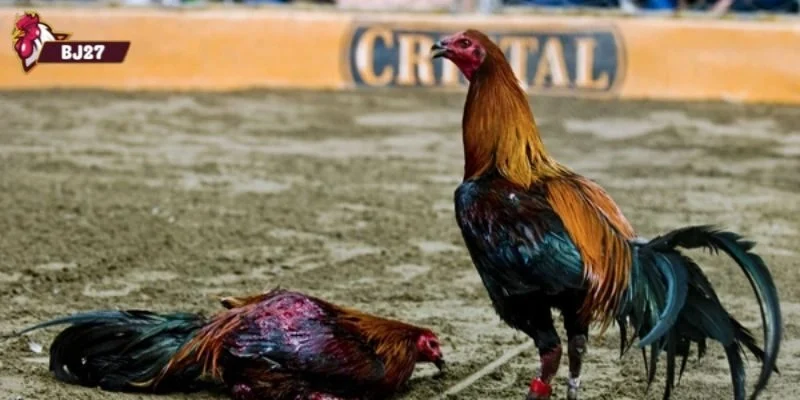 Đá gà Peru Những chiến kê tham gia đá gà Peru