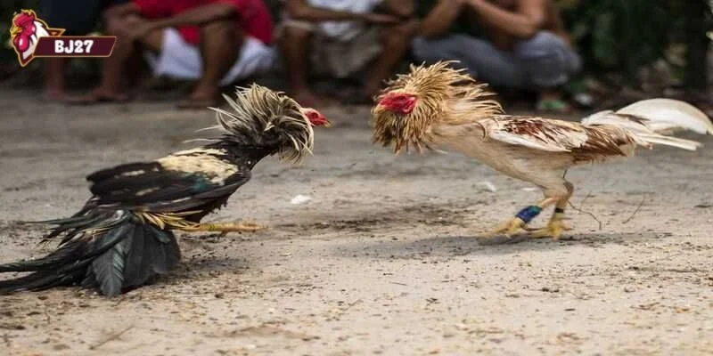Đá gà Peru Quan sát phong độ thực tế