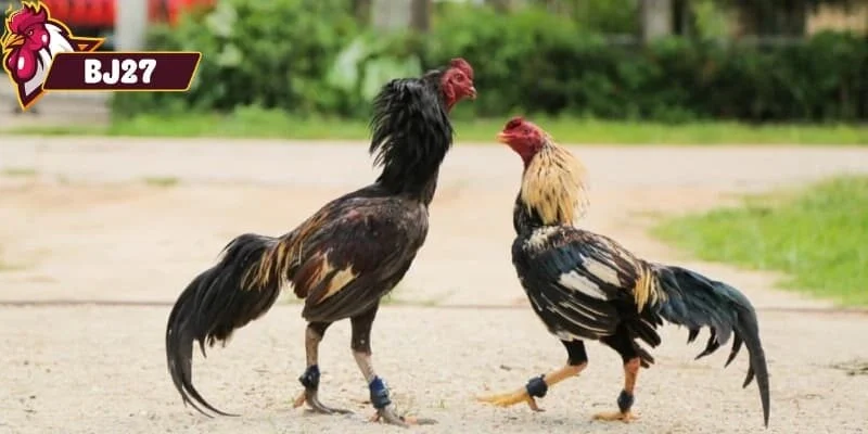 Đá gà thomo Trải nghiệm thực tế khi chơi trò chơi thú vị này