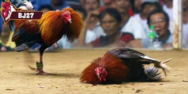 Đá gà thomo Ưu điểm nổi bật của trò chơi